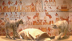 kot w starożytnym egipcie